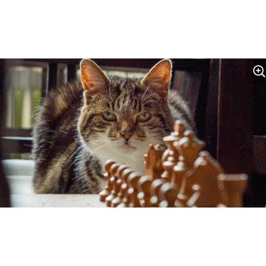 id 11134207 7r98t lyq2q00j26fcce